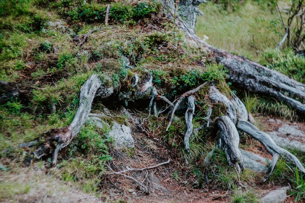 tronco d'albero grigio su terreno marrone