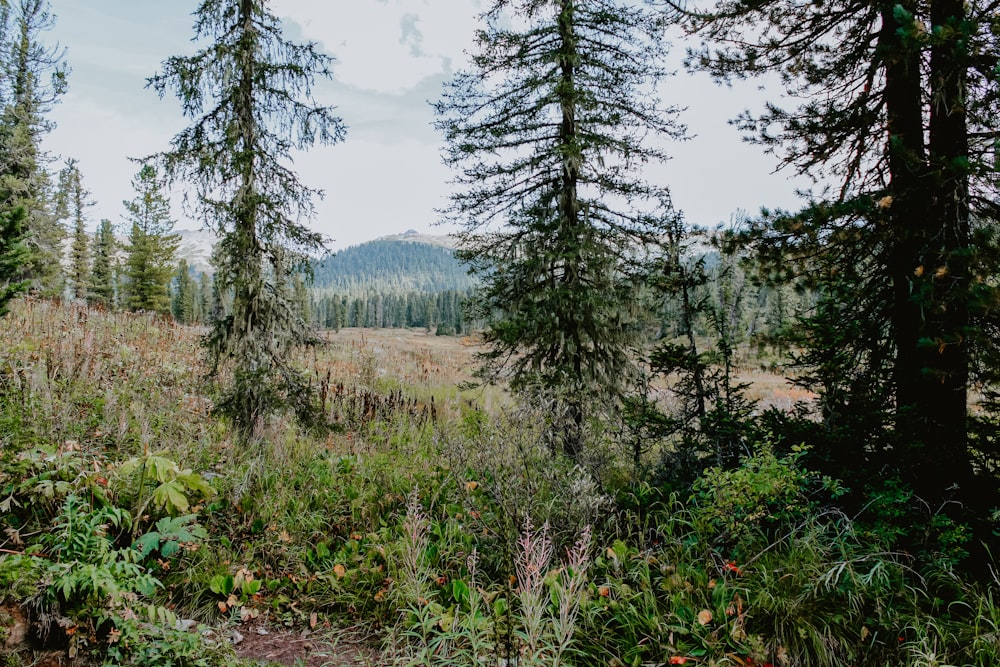 green pine trees on brown field during daytime