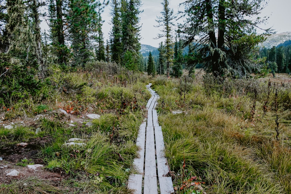 gray wooden pathway between green grass and trees during daytime