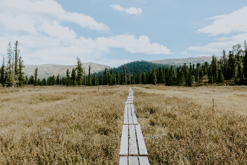 white wooden bridge on brown grass field during daytime