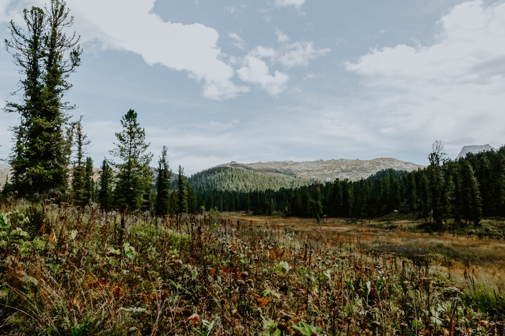 green pine trees and mountain under white clouds and blue sky during daytime