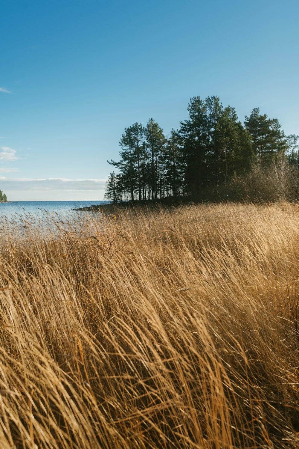 brown grass field near body of water during daytime