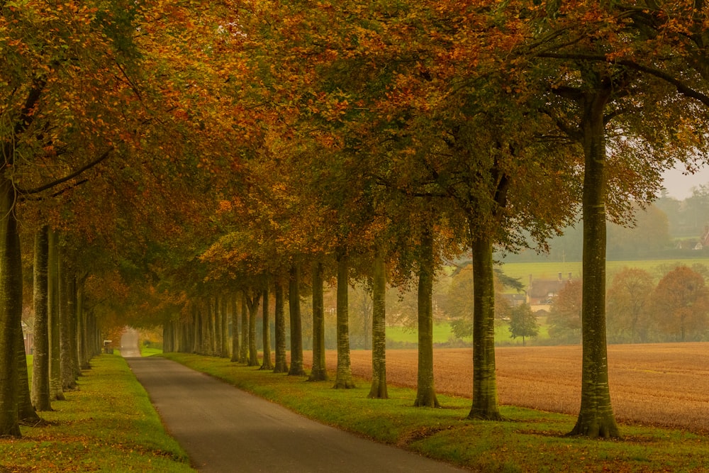 route en béton gris entre les arbres