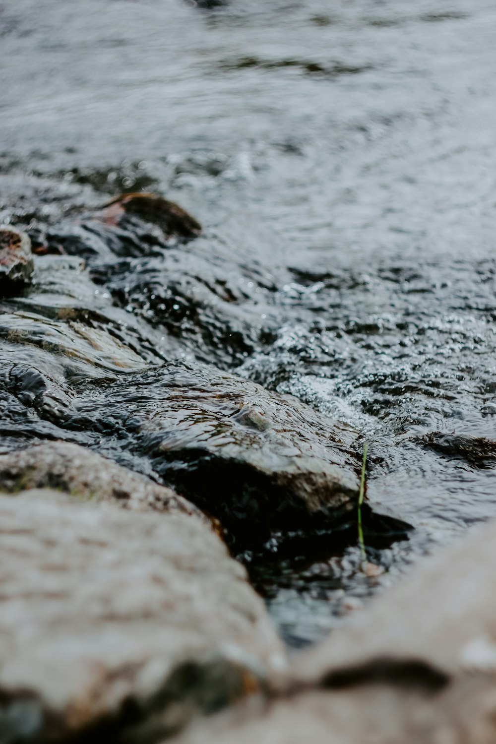 green grass on rocky river