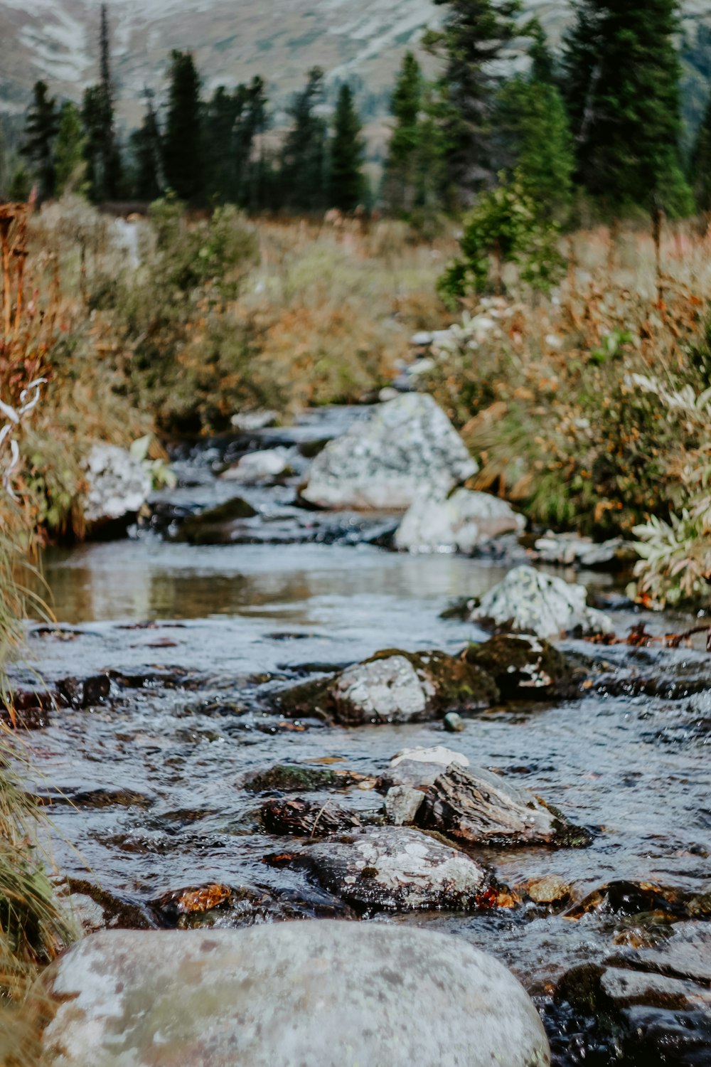 water stream in the middle of brown grass