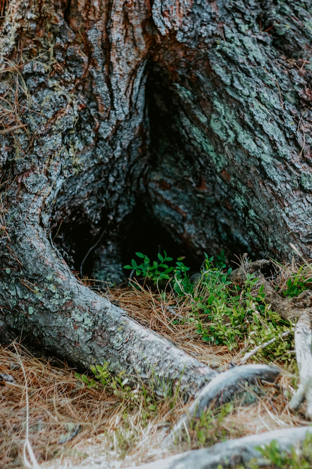 brown tree trunk with white moss