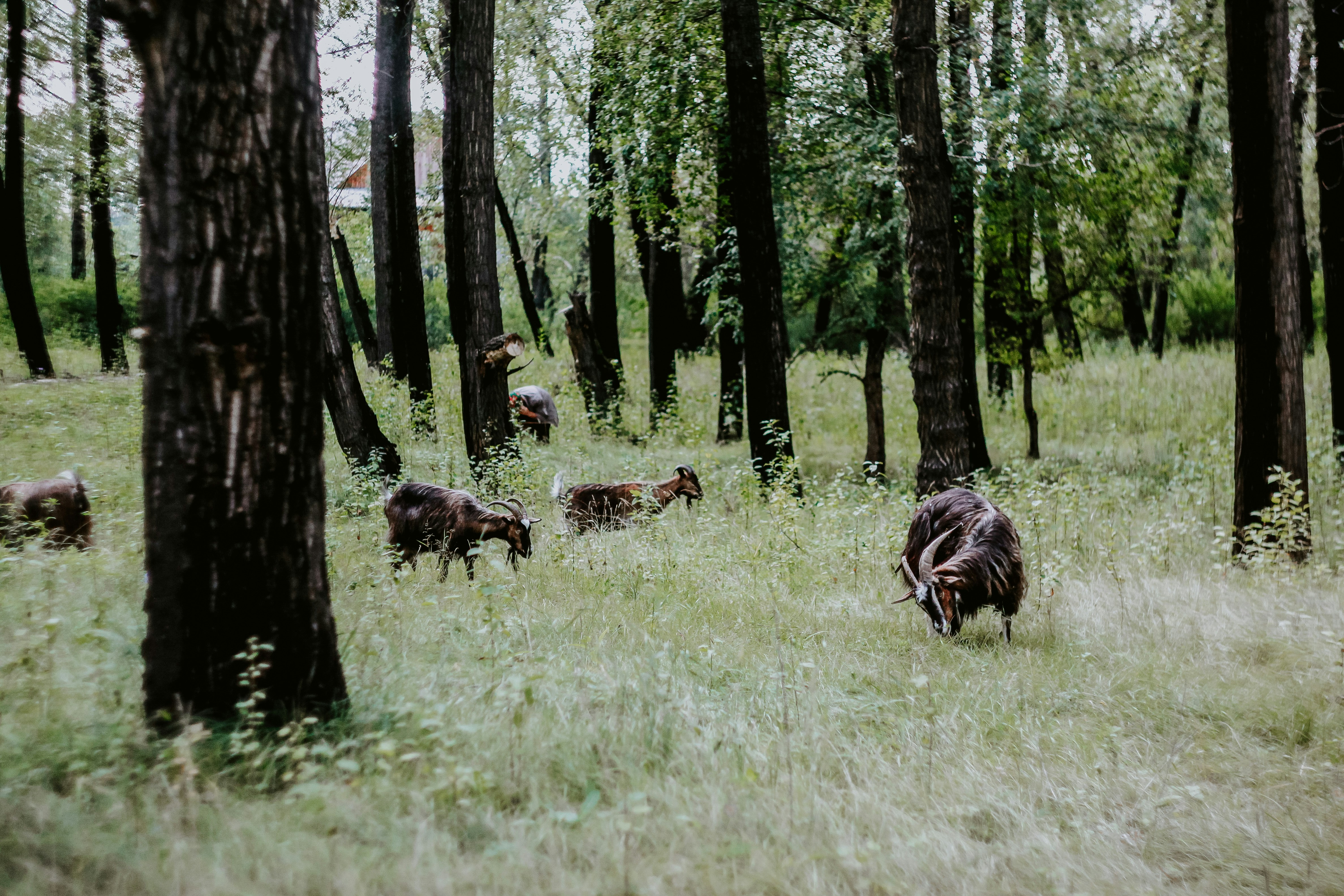 Meet the Goats: Nature’s Four-Legged Mowers (image credits: unsplash)