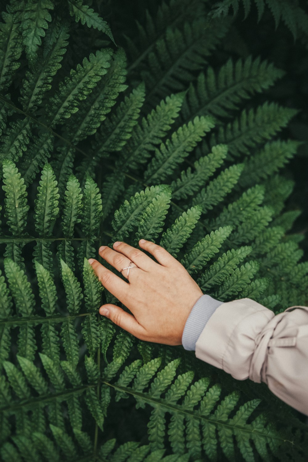 person in white long sleeve shirt holding green fern plant