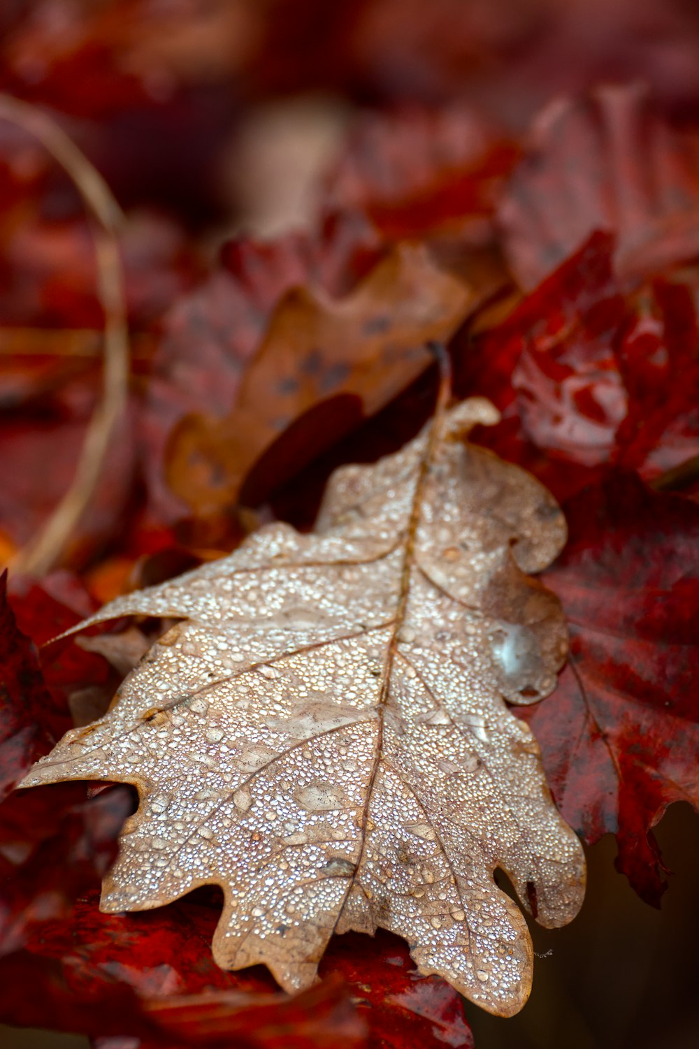 Feuille d’érable rouge en gros plan