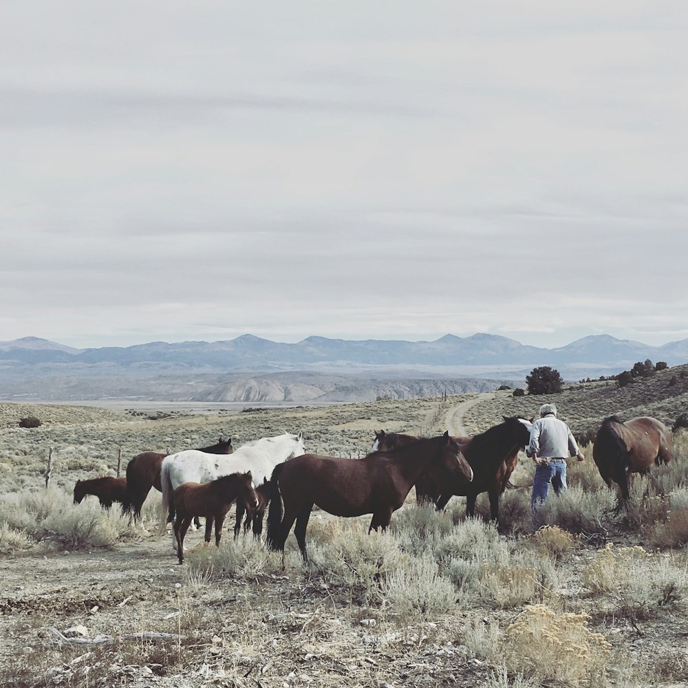 herd of cow on brown grass field during daytime