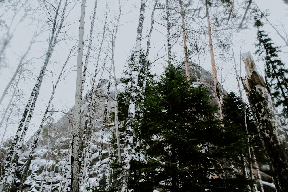 green trees under white sky during daytime