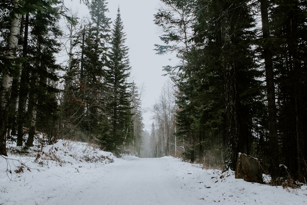 green pine trees on snow covered ground during daytime