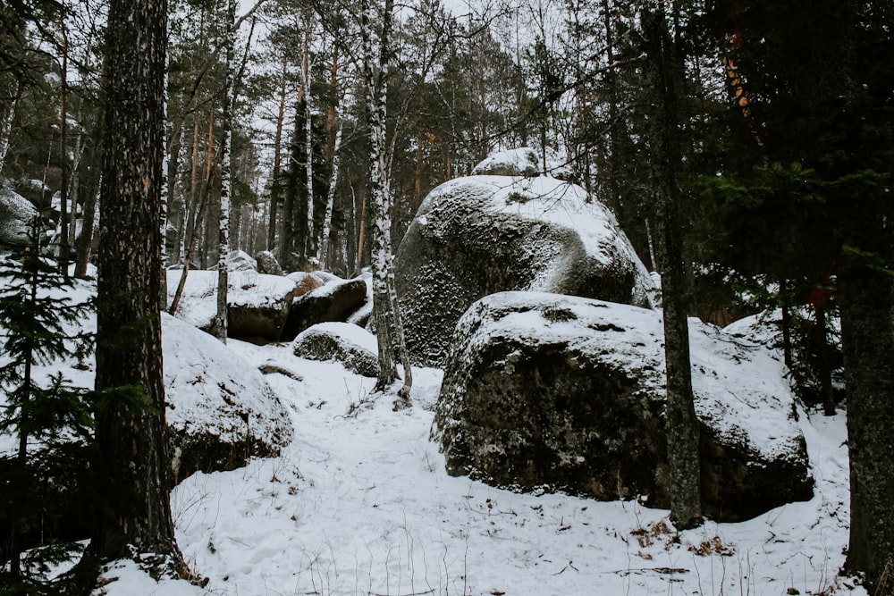 snow covered ground with trees