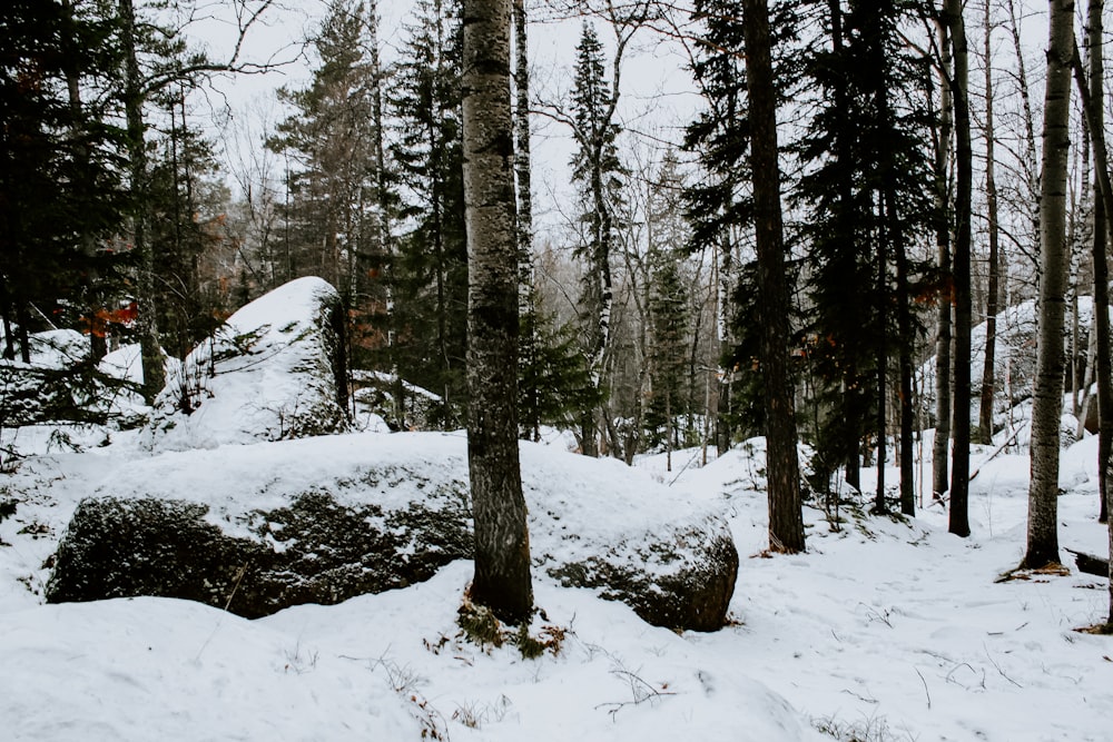 昼間の雪に覆われた木々