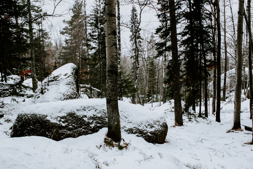 snow covered trees during daytime