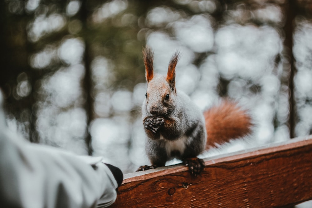 gray squirrel on brown wooden table