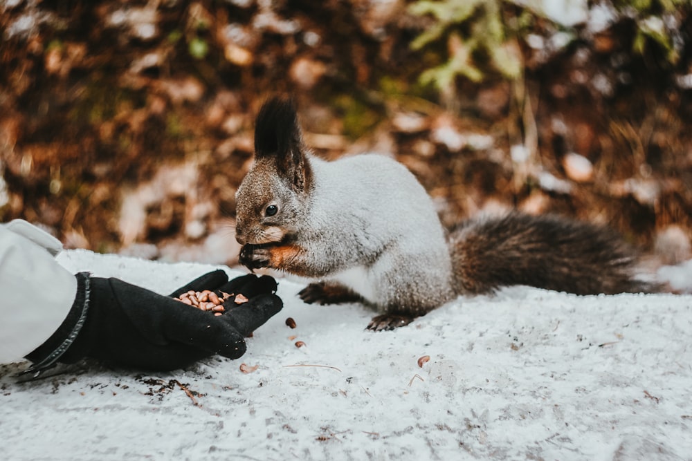 gray squirrel on snow covered ground during daytime