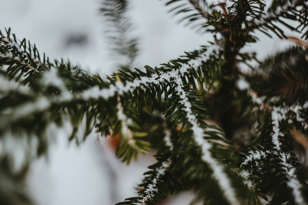 green pine tree covered with snow