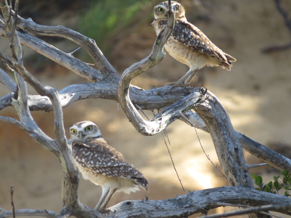 brown and white owl perched on brown tree branch during daytime