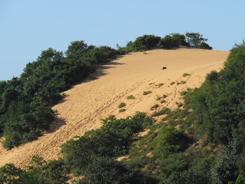 grüne Bäume tagsüber auf braunem Sand unter blauem Himmel