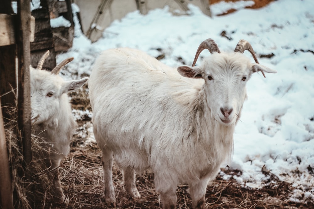 white sheep on brown dried leaves during daytime