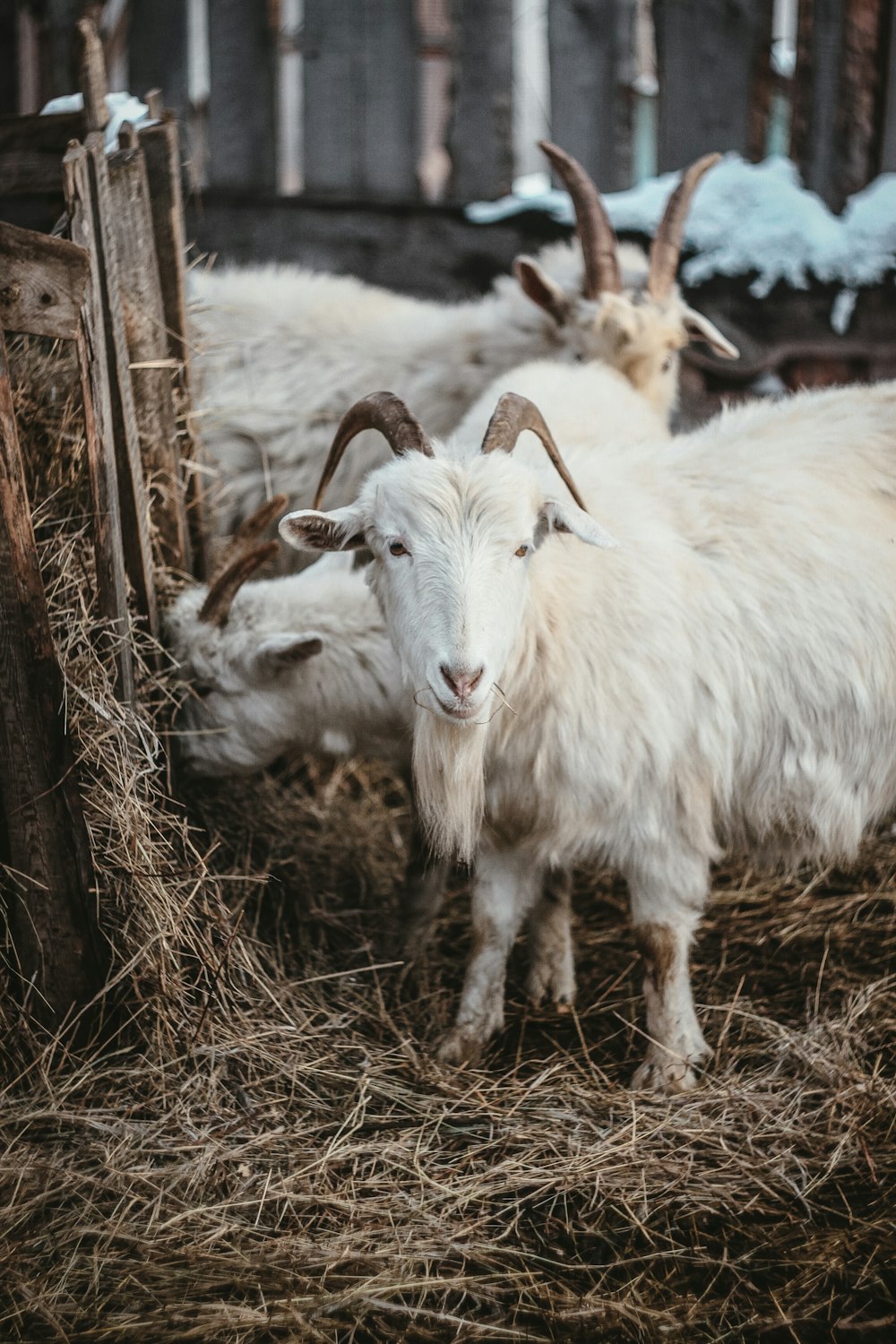 herd of sheep on brown grass field during daytime