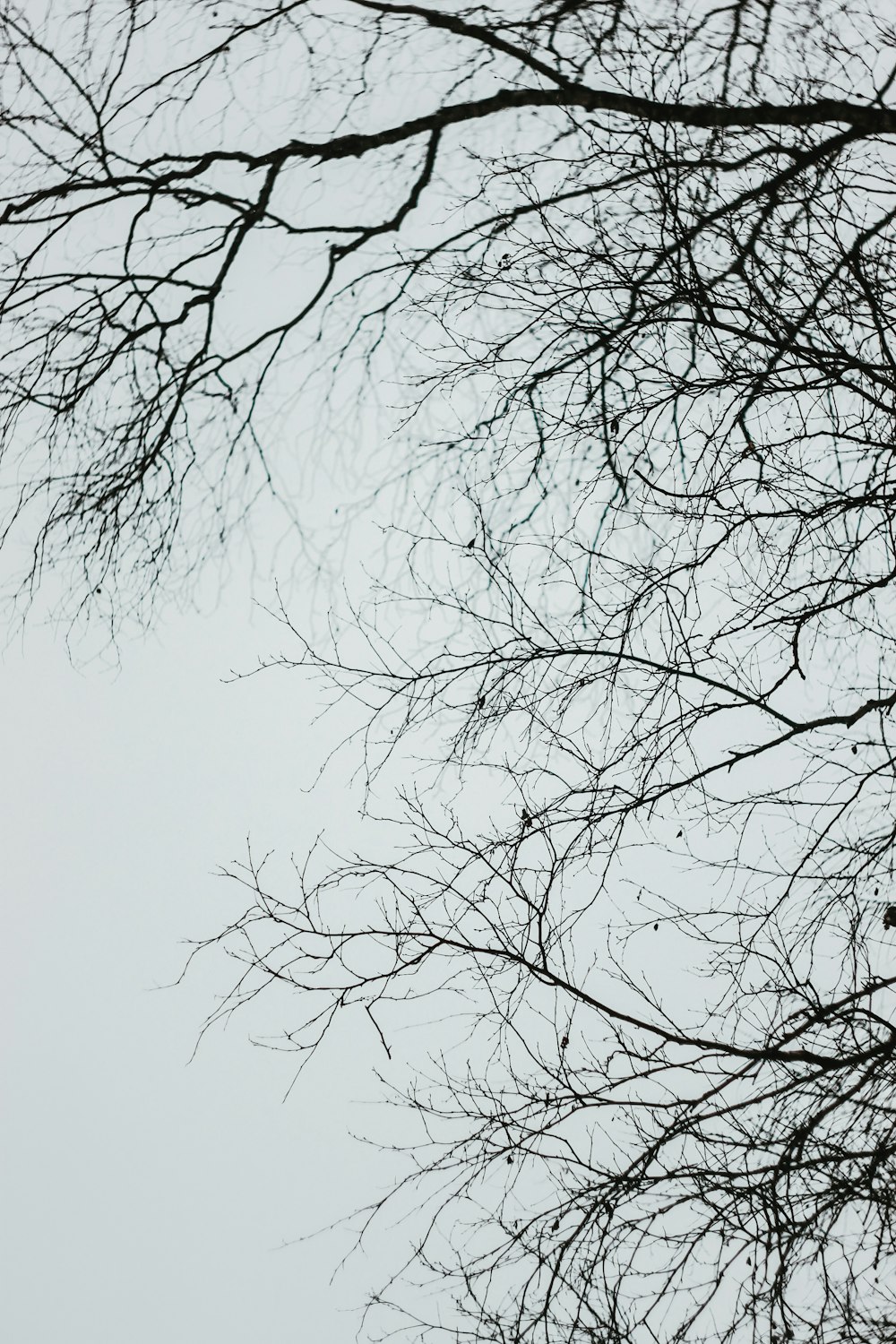 leafless tree under white sky