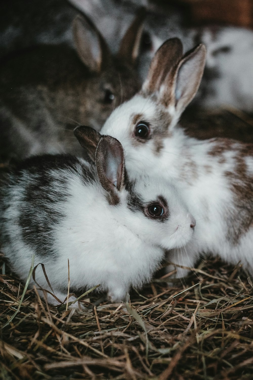 white and brown rabbit on brown grass