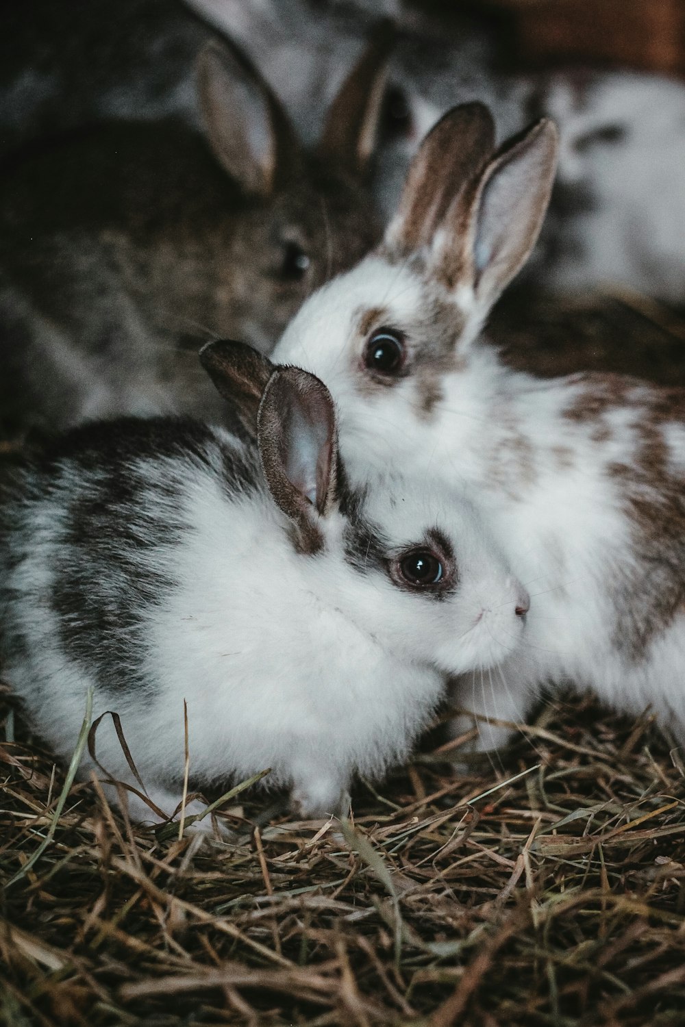 conejo blanco y marrón sobre hierba marrón