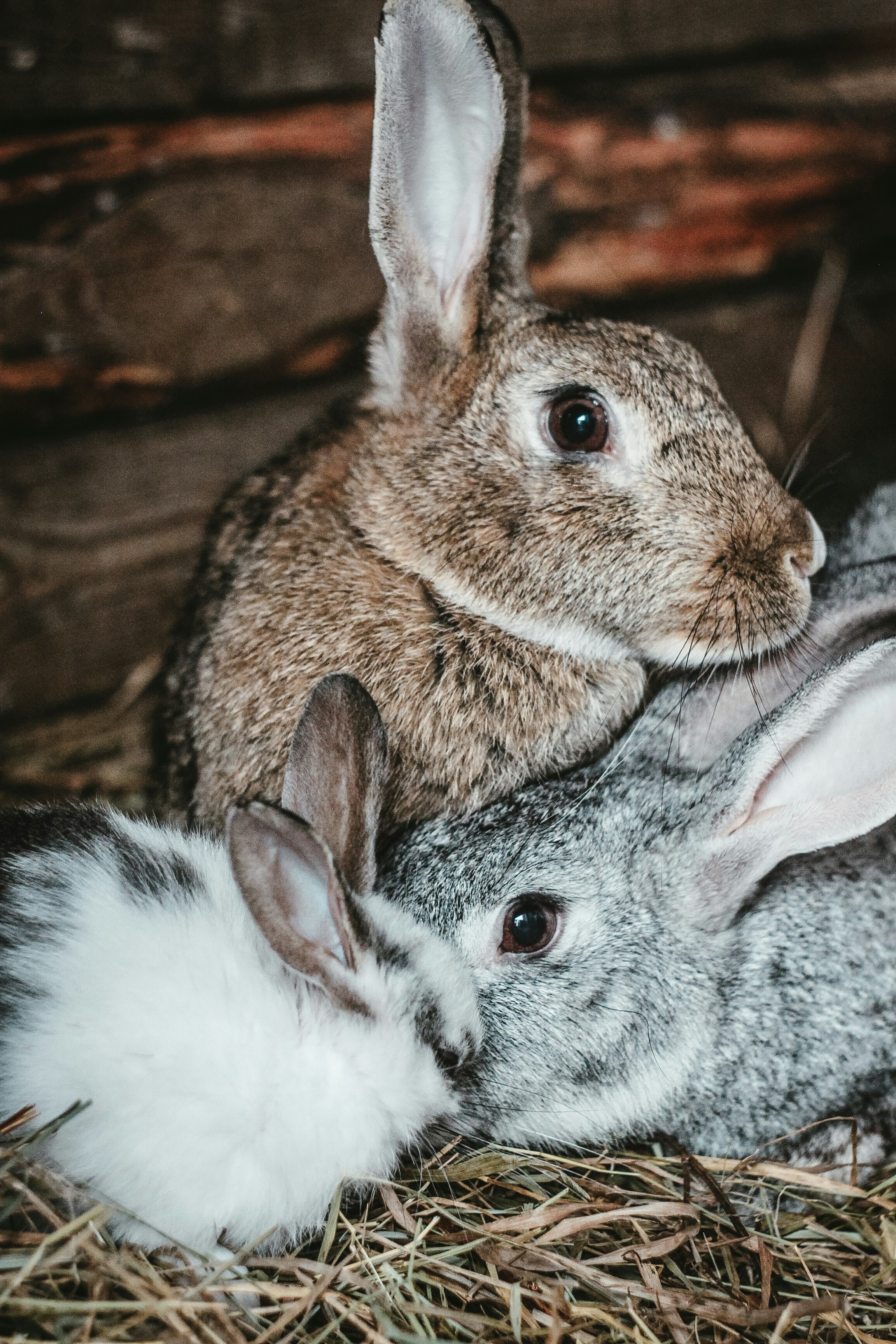 brown and white rabbit on white and black textile