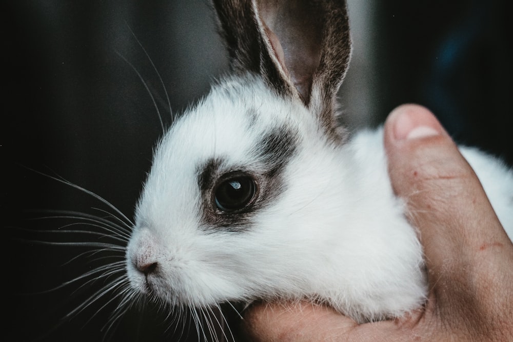 white and black rabbit on persons hand