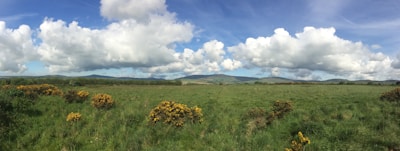 A large open field with wildflowers and distant hills.