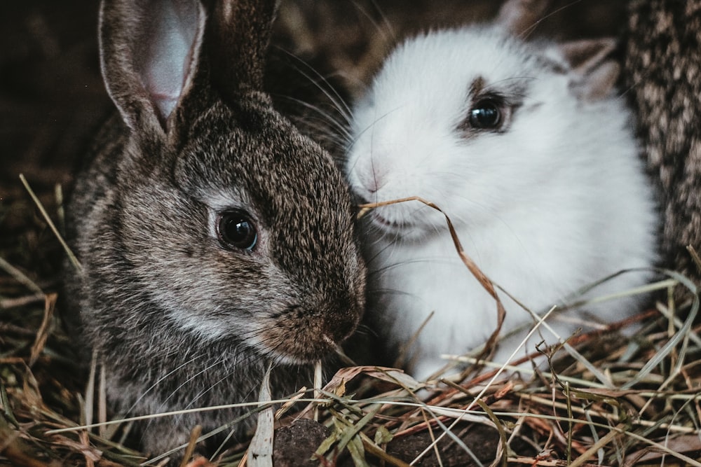 conejo blanco y gris en nido marrón