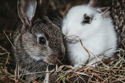 Mysteriöser Tod meines Kaninchens: Madenbefall, Stress und Herzinfarkt mögliche Ursachen