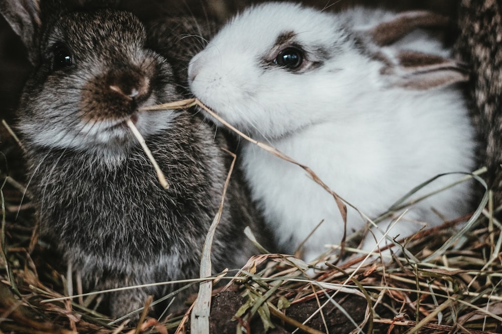 coniglio bianco e nero su erba marrone