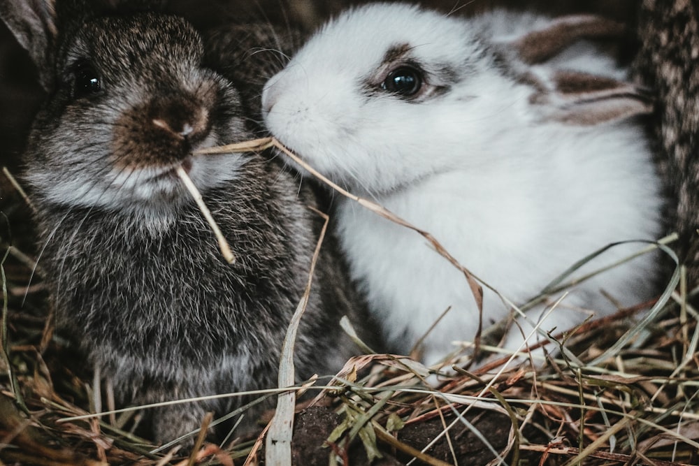 white and black rabbit on brown grass