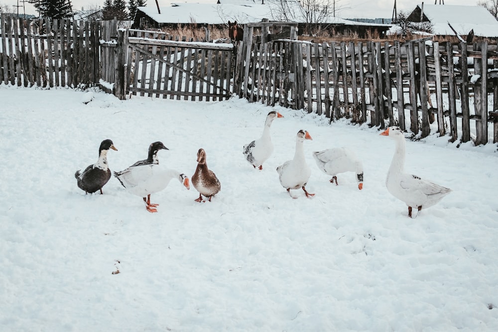 bandada de gansos en el suelo cubierto de nieve durante el día