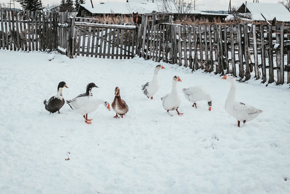 bando de gansos no solo coberto de neve durante o dia