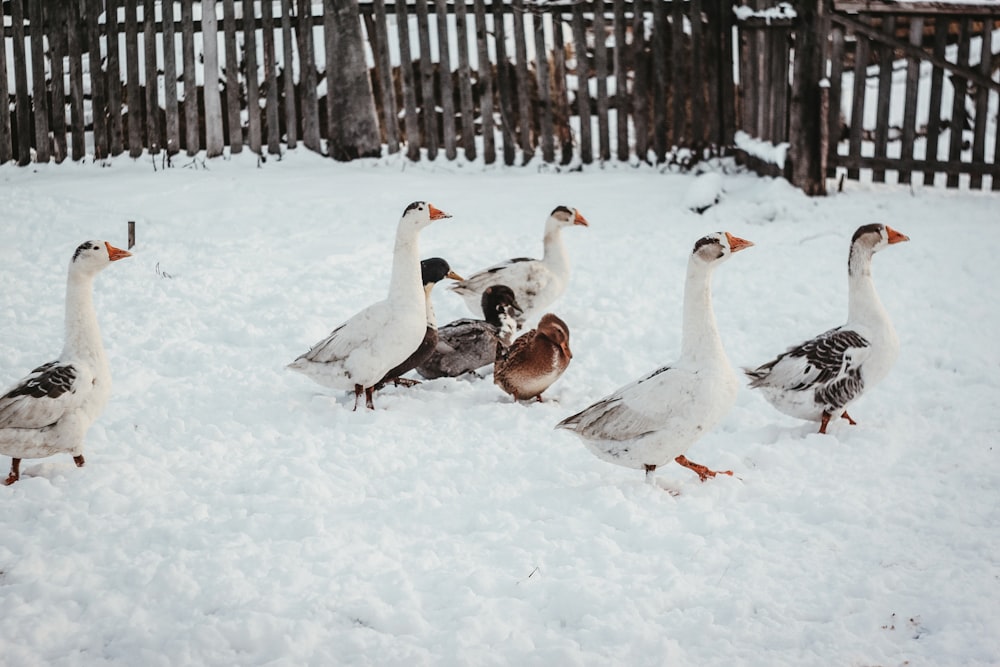 bandada de gansos en el suelo cubierto de nieve durante el día