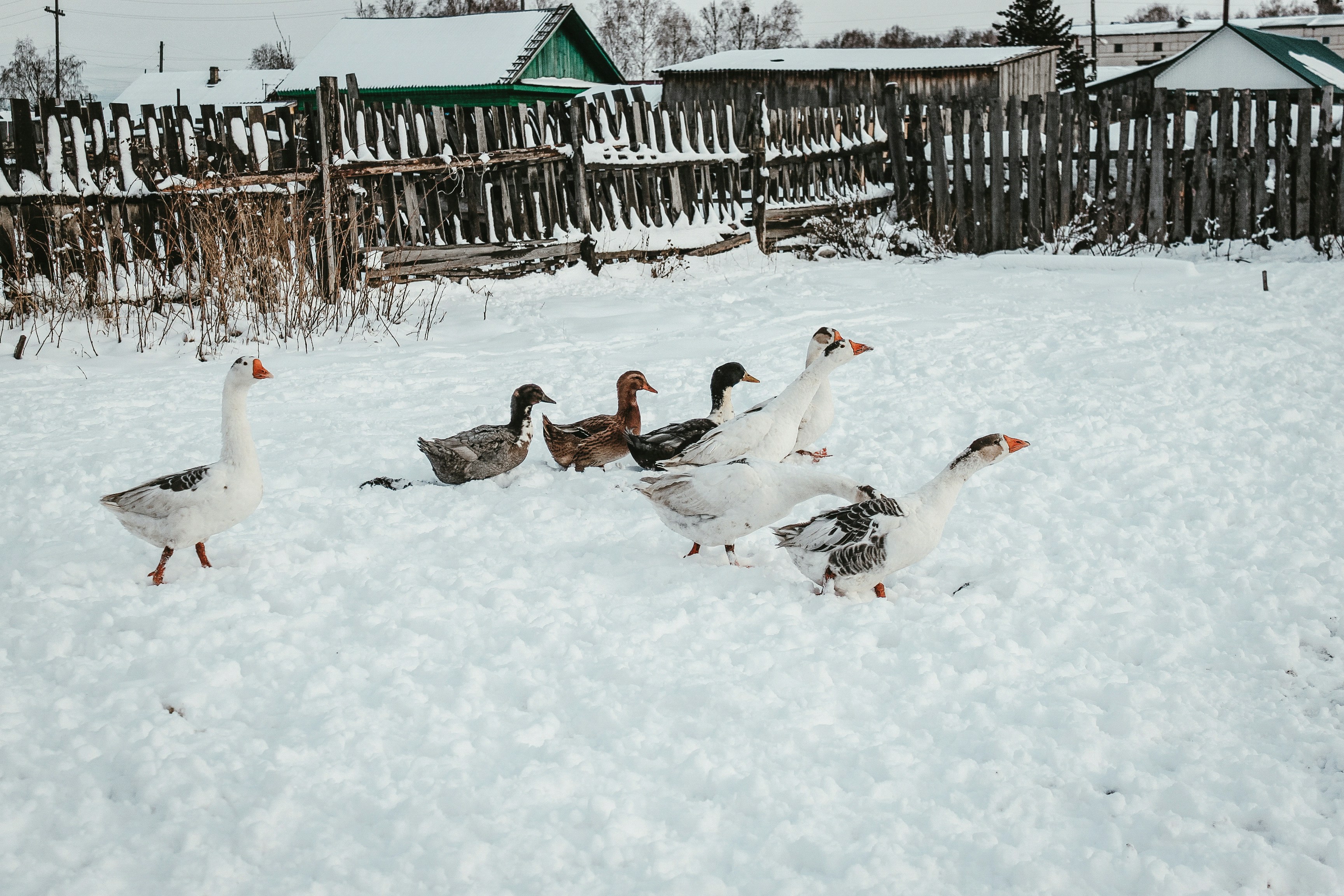 昼間の雪に覆われた地面に広がるガチョウの群れ