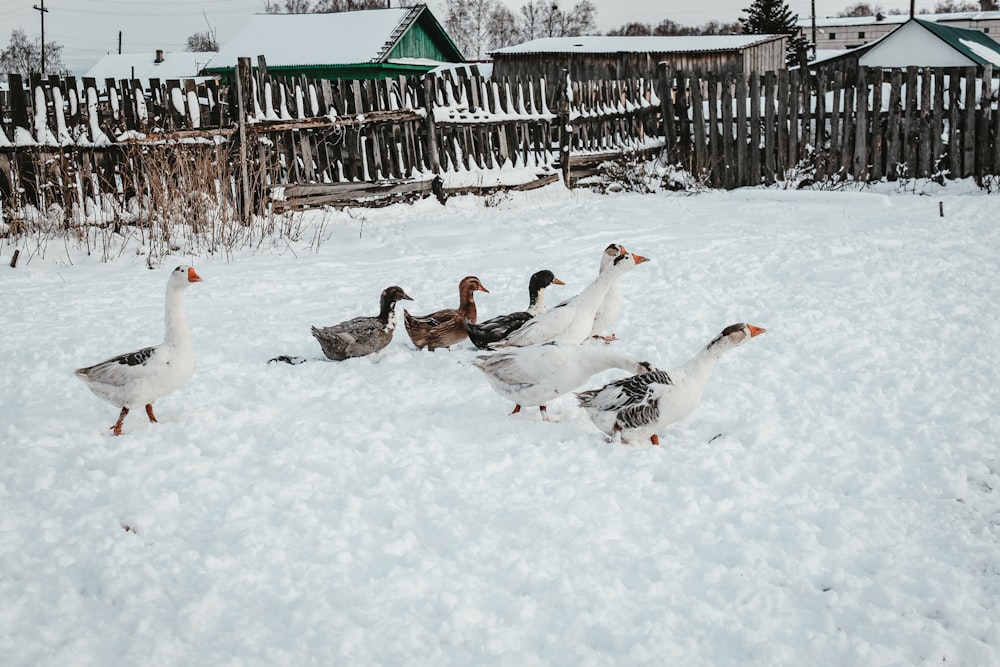 flock of geese on snow covered ground during daytime