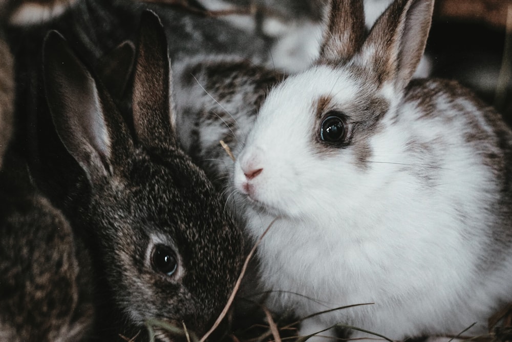 white and black rabbit on brown grass