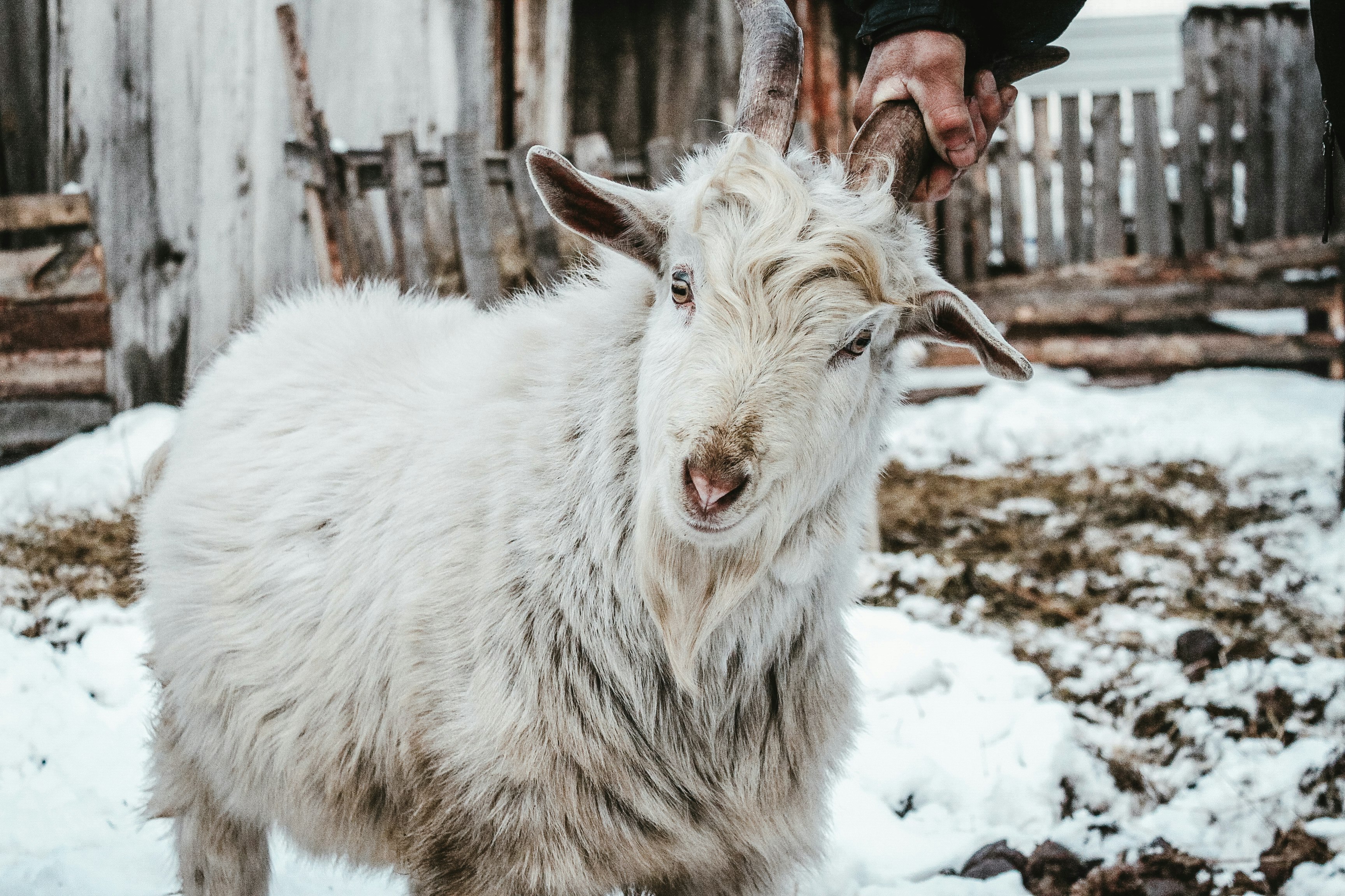 white goat on snow covered ground during daytime