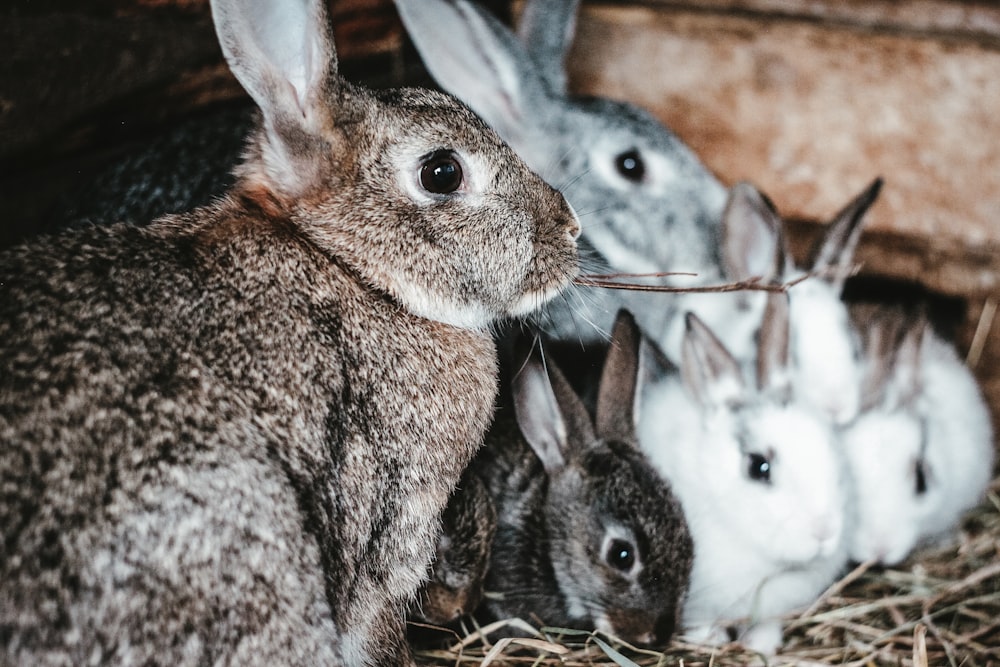 gray and white rabbit on cage