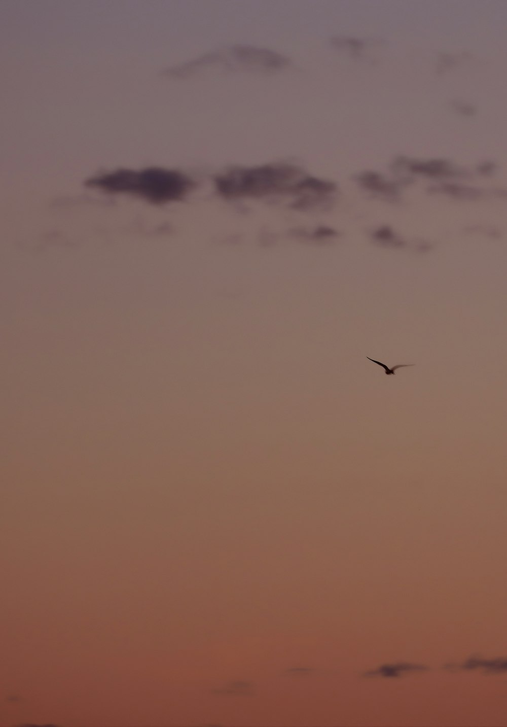bird flying under blue sky during daytime