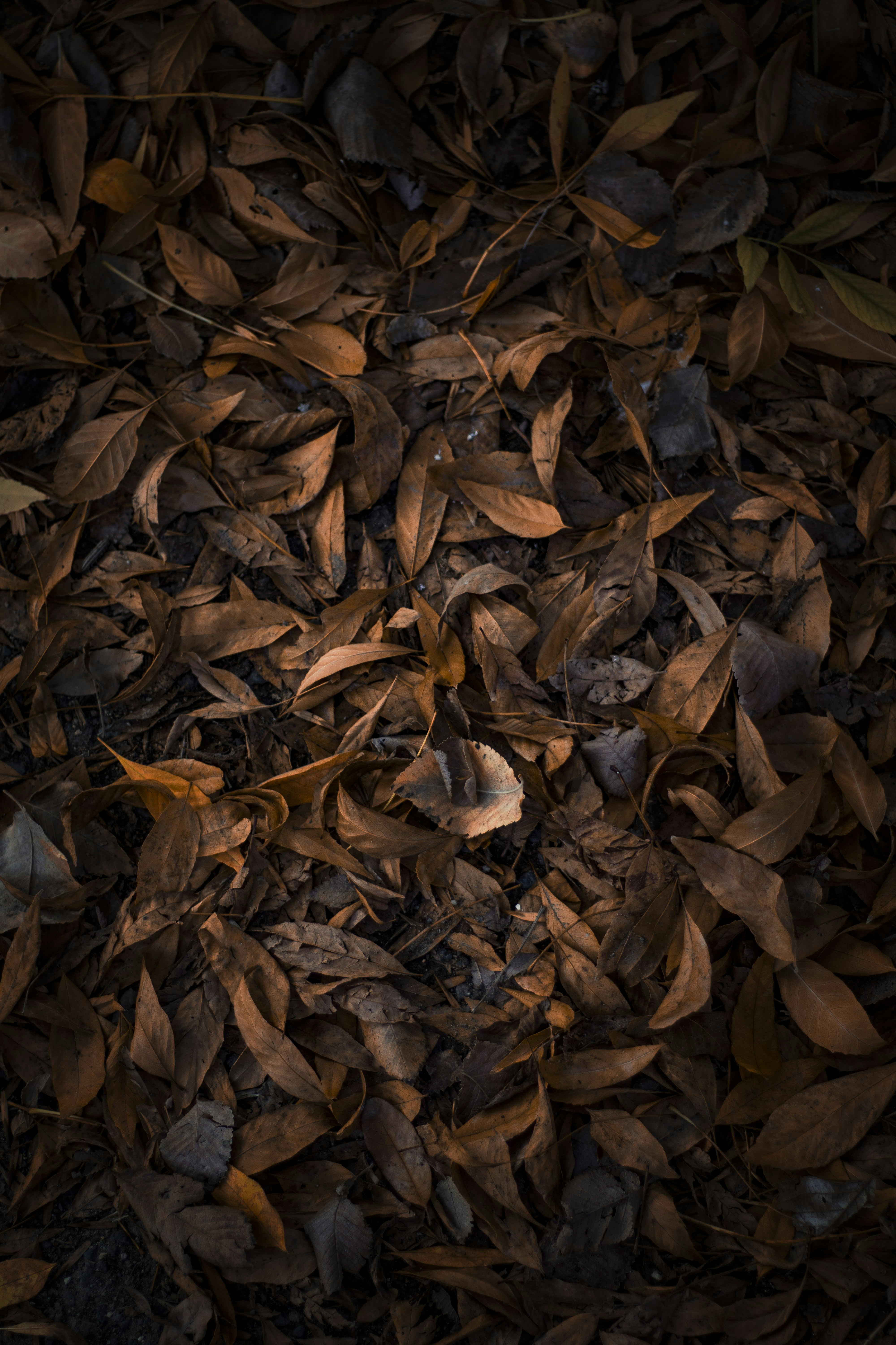 Photo by idinebrahimi