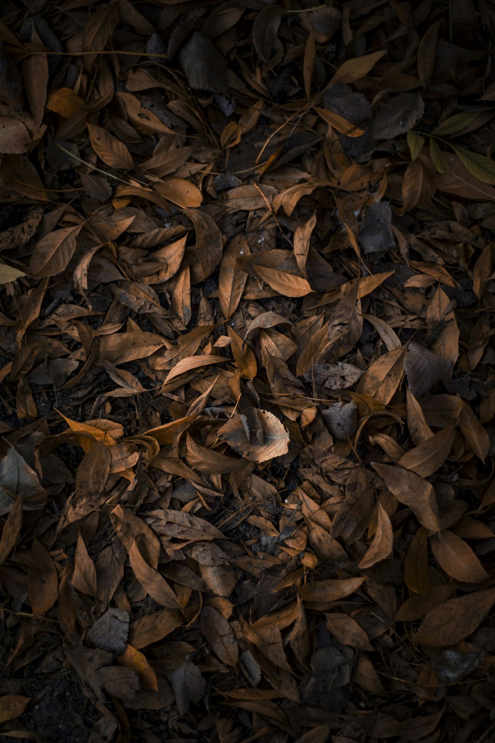 brown dried leaves on ground