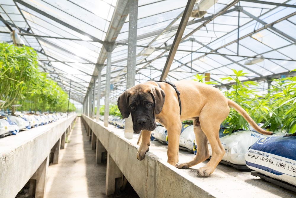 brown short coated dog on white concrete bridge during daytime