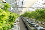 green plants on white metal frame