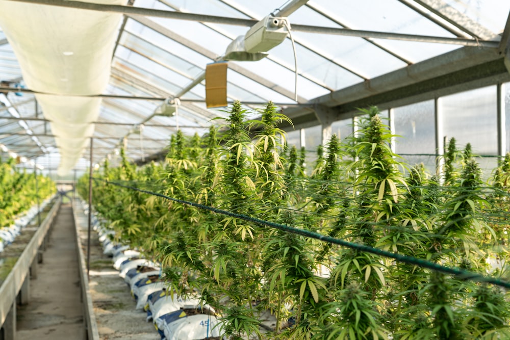 green plants inside greenhouse during daytime